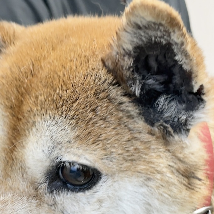 155_6791_02b_20230529ear.jpg
