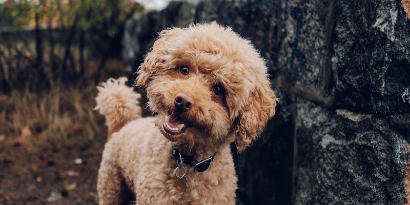 toy poodle