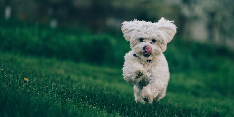 toy poodle