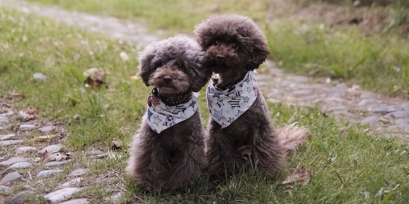 toy poodle