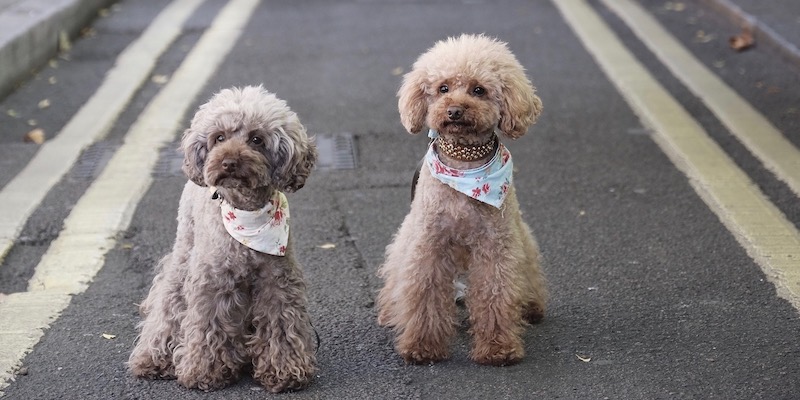toy poodle