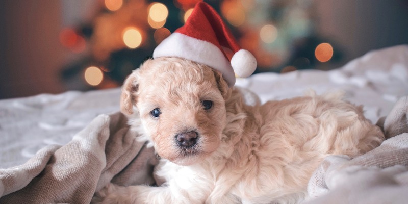 toy poodle
