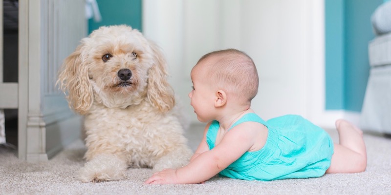 toy poodle