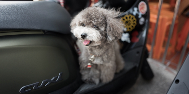 toy poodle