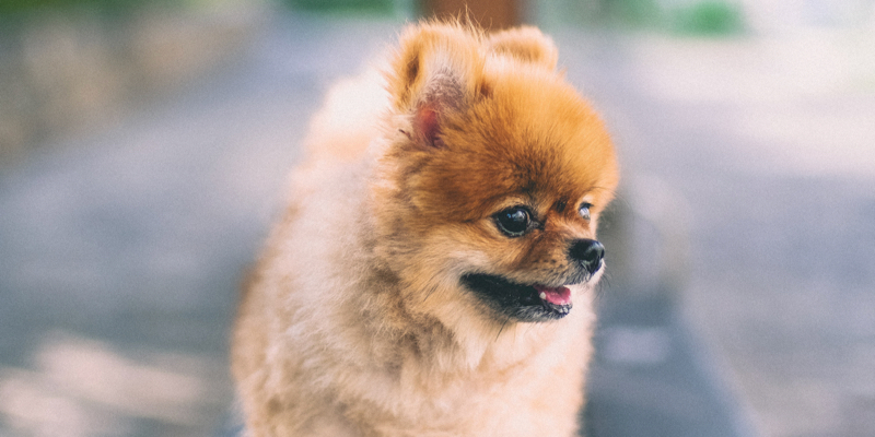 pomeranian
