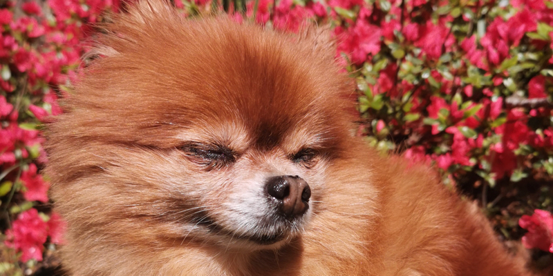 pomeranian