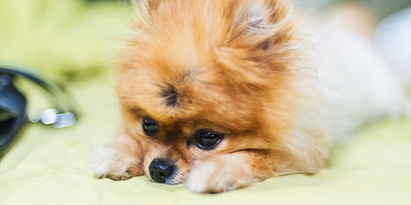 pomeranian