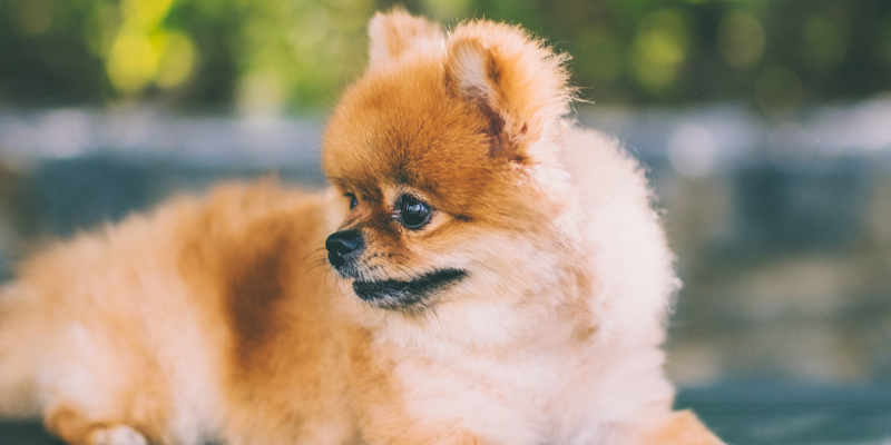 pomeranian