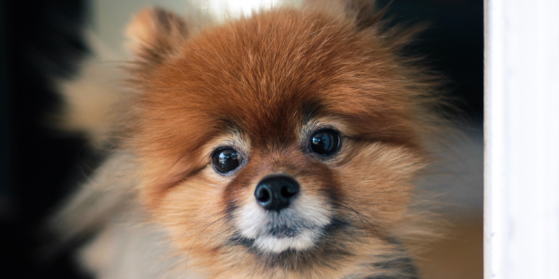 pomeranian