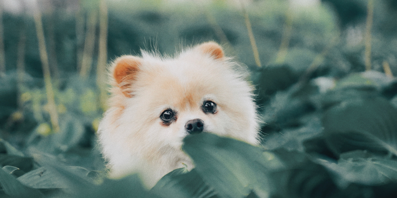 pomeranian
